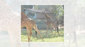 Giraffe couple at Giza Zoo celebrates third anniversary