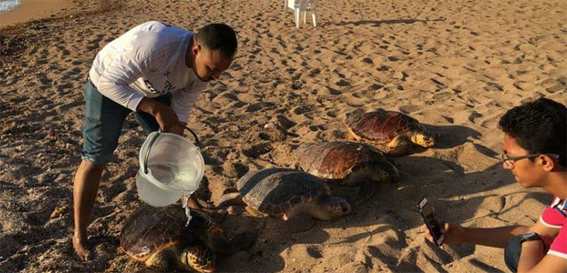 Four big-headed turtles returned to sea in Alexandria