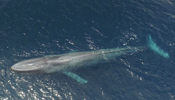 Unprecedented: Blue whale sighted in Red Sea