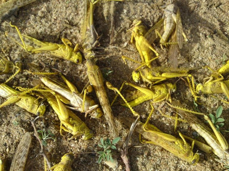  Egypt fights locusts,Egypt Aswan locusts