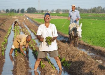Will agriculture save the day?