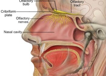 The miracle that is the nose