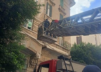 In Alexandria.. owl rescued
